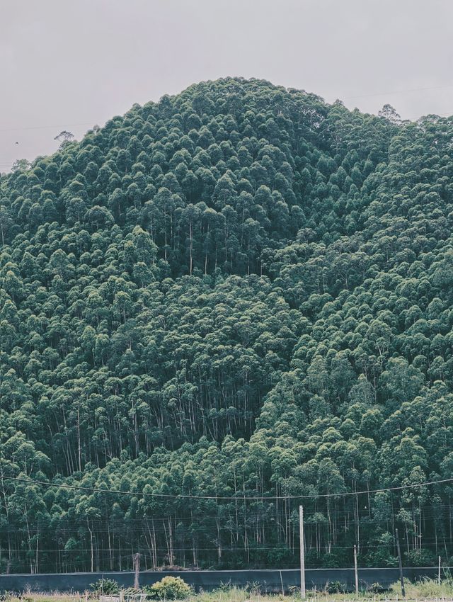 森林氧吧，佛山高明皂幕山治癒了我的精神內耗