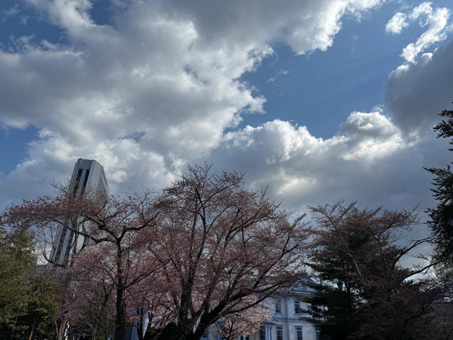 🌸邂逅札幌中島公園的櫻花驚喜