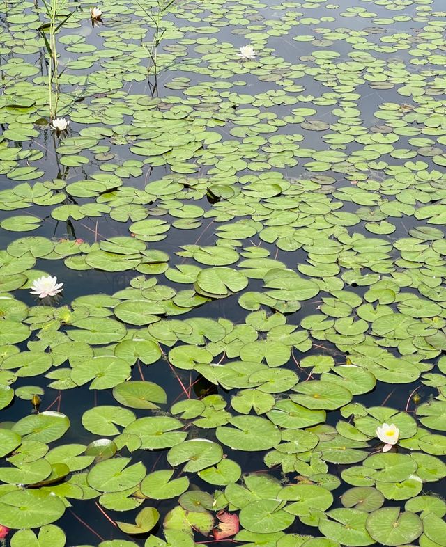 虎丘濕地公園