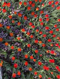 Luboyuan Nanjing: a mini Netherlands to see tulip 🌷