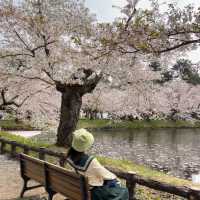 🌸仙台弘前公園｜追櫻成功！邂逅震撼全網的超絕櫻花雨！