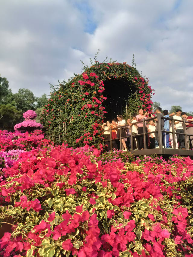 深圳限定浪漫！蓮花山簕杜鵑花展美到窒息🌸