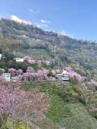雲霧間的粉紅幻夢——南投青青草原櫻花行