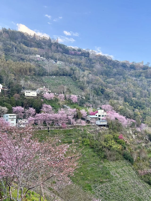 雲霧間的粉紅幻夢——南投青青草原櫻花行
