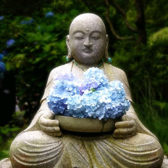 🌺鎌倉繡球花祭！明月院×長谷寺絕美賞花攻略+隱世民宿推介✨