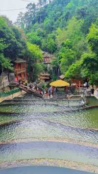 高山原始森林嘅呼吸，溪流喺腳下低吟