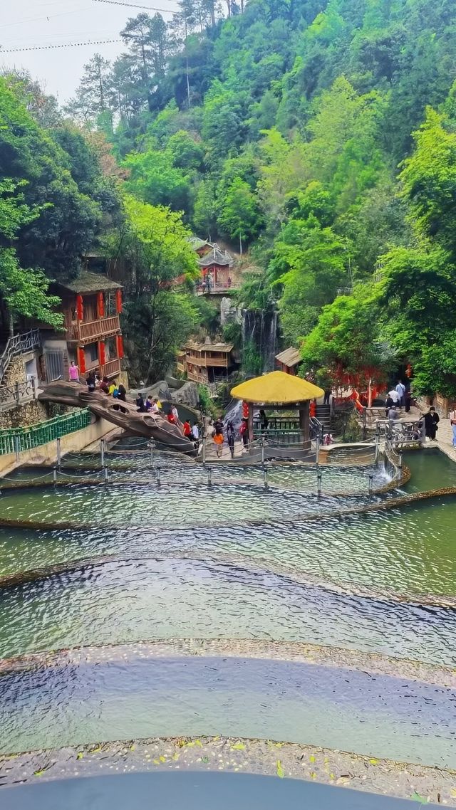 高山原始森林嘅呼吸，溪流喺腳下低吟