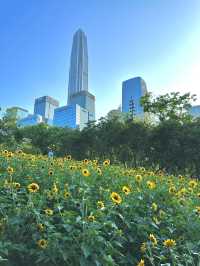 深圳福田的寶子們衝啊！🆕超近市中心的向日葵花海現身市民中心🌻不用遠赴郊區，地鐵直達就能擁抱整片金燦燦的浪漫！