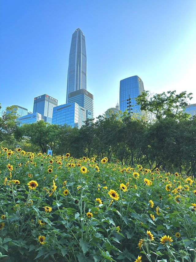 深圳福田的寶子們衝啊！🆕超近市中心的向日葵花海現身市民中心🌻不用遠赴郊區，地鐵直達就能擁抱整片金燦燦的浪漫！
