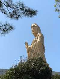 帶娃普陀山祈福攻略