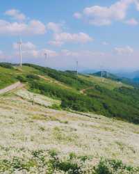 平昌清德山·闖入雛菊雪海