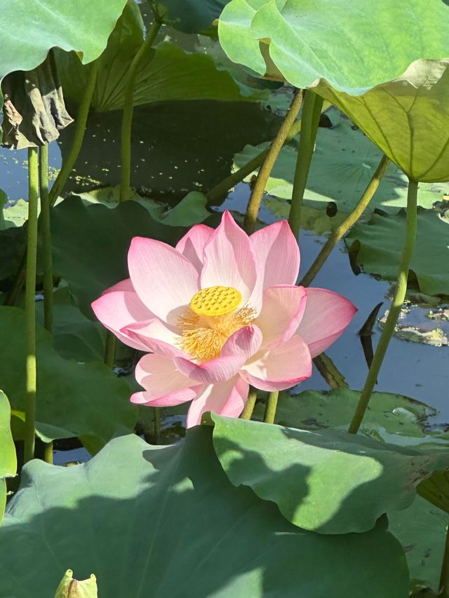 唔好再去西湖同人逼人！湘湖花海賞荷超絕攻略