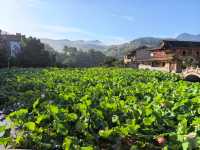 夏日限定！荷花池打卡靚到爆燈