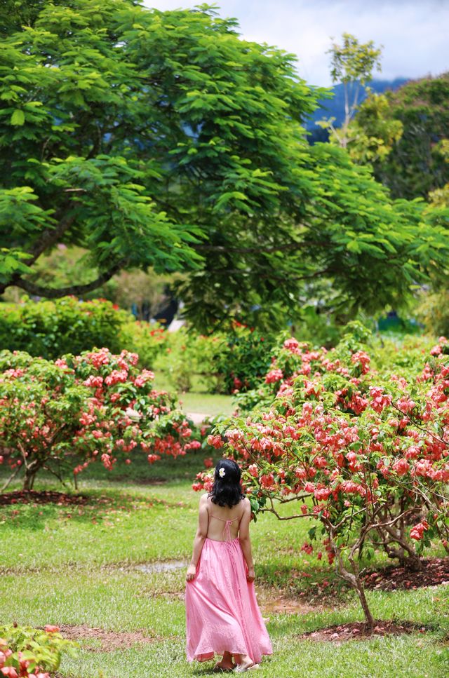 西雙版納|走進熱帶植物園，開啟一場奇幻的自然之旅