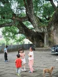 喺婺源，搵返細個嗰個夏天