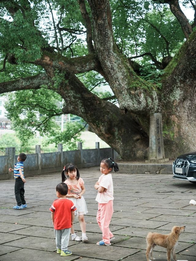 喺婺源，搵返細個嗰個夏天