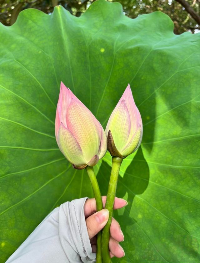 荷你有約 | 同里國家濕地公園2025終極賞荷攻略,解鎖夏日限定 荷你有約 | 同里國家濕地公園2025終極賞荷攻略,解鎖夏日限定