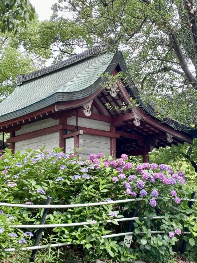 住吉大社｜朱紅與花色的交響曲