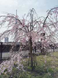 東京｜隅田川櫻花｜穿越江戶與現代的春日詩畫