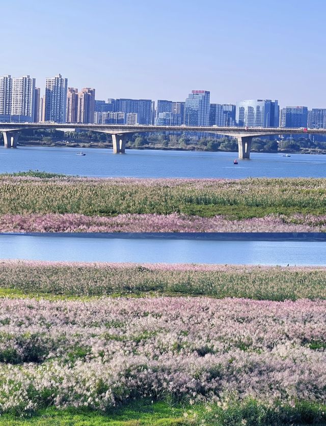 在長沙!誤入莫奈的花海秘境! 在長沙!誤入莫奈的花海秘境!