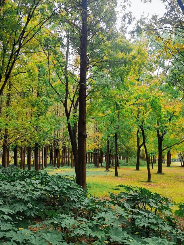 雨後植物園美如仙境隨手拍都是大片質感