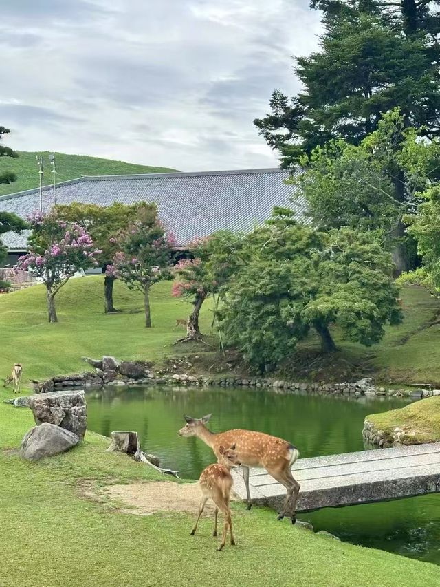 奈良！小鹿亂撞的治癒之旅