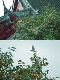 柿紅雀滿枝｜南京毗盧寺
