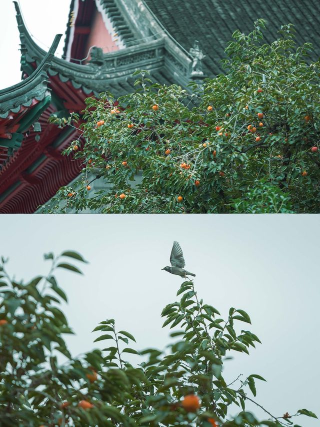 柿紅雀滿枝｜南京毗盧寺