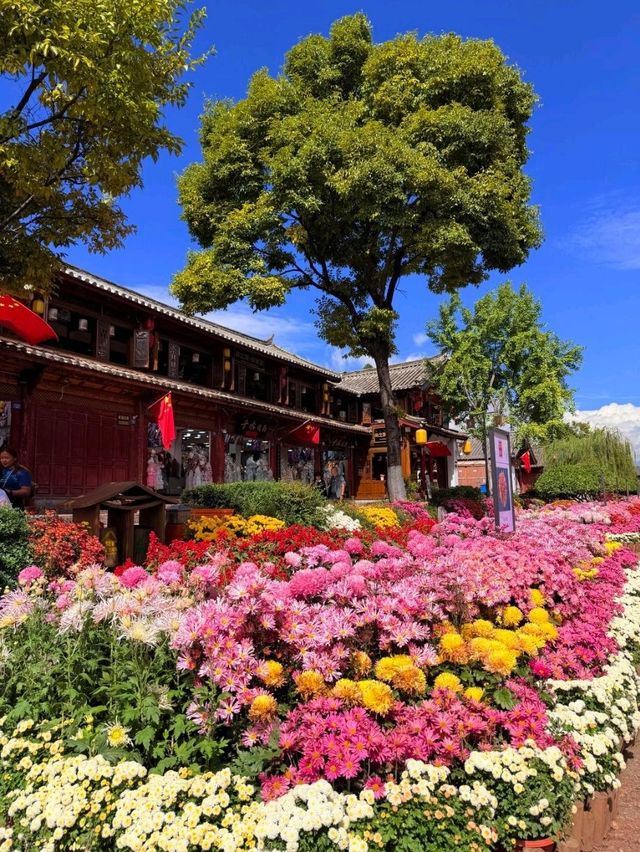 丽江10月20日实拍！鲜花古城美疯了