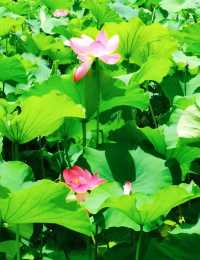 昆明夏日頂流大觀樓荷塘美成莫奈花園