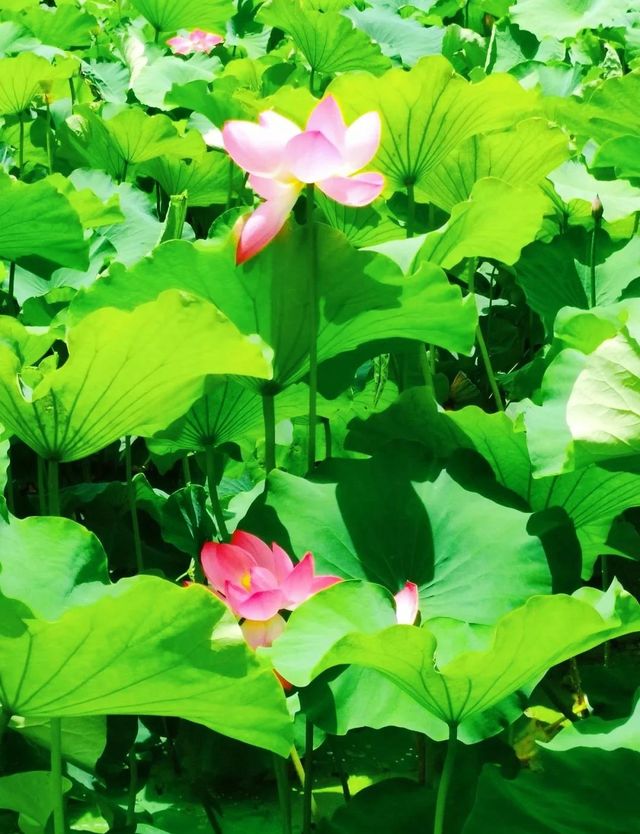 昆明夏日頂流大觀樓荷塘美成莫奈花園