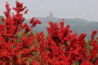 注意!這不是油畫,而是成都的彩色秋天!