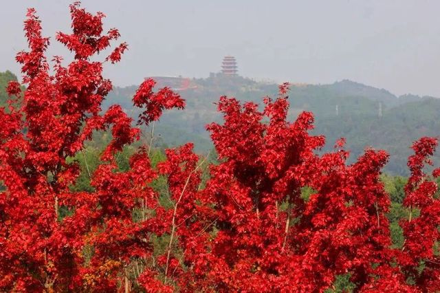 注意!這不是油畫,而是成都的彩色秋天! 注意!這不是油畫,而是成都的彩色秋天!