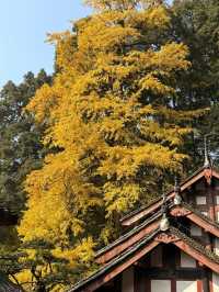 誰懂啊！秋天的都江堰藏著 “金色徒步道”