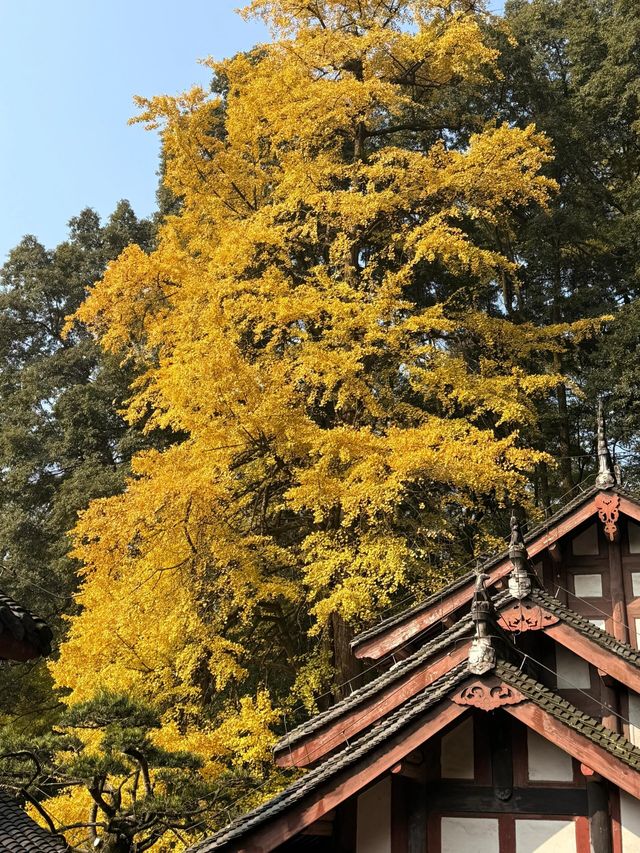 誰懂啊！秋天的都江堰藏著 “金色徒步道”