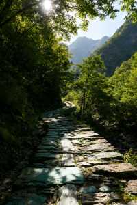 秦嶺秘境｜留壩秋色盛宴來襲！千年銀杏驚艷打卡