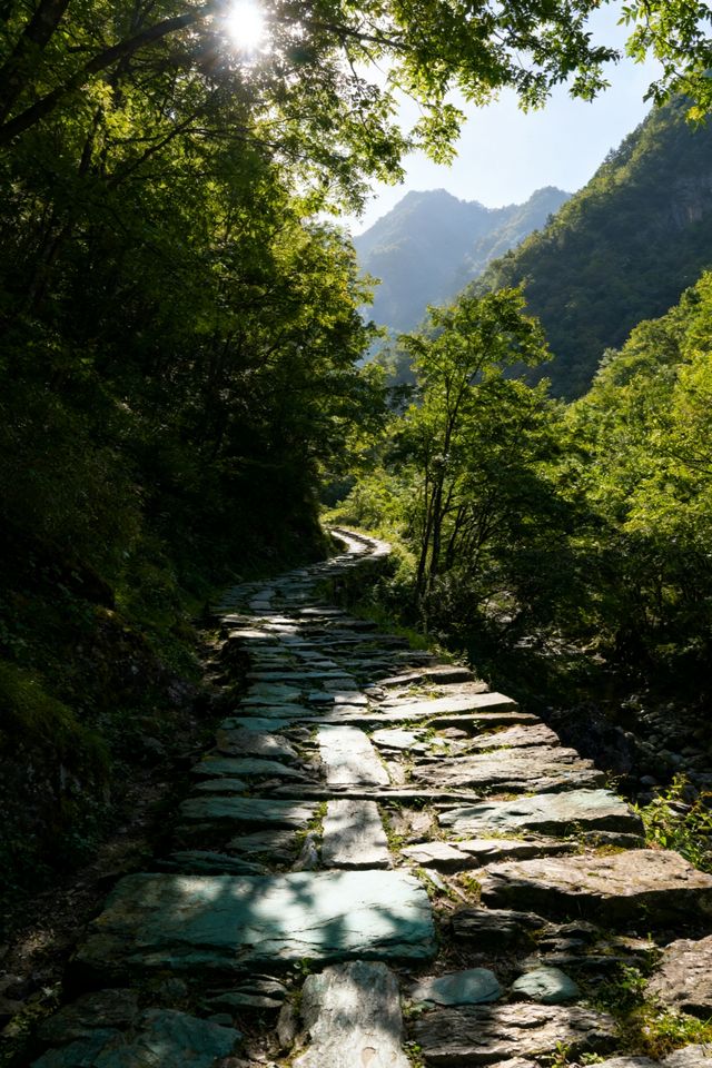 秦嶺秘境｜留壩秋色盛宴來襲！千年銀杏驚艷打卡