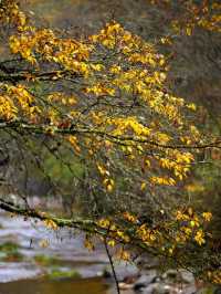 2025光霧山紅葉節，錯過等一年！