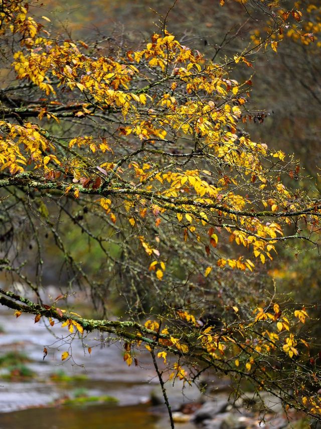 2025光霧山紅葉節，錯過等一年！
