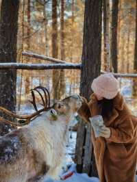 冬遊雪國三省這些玩法別錯過