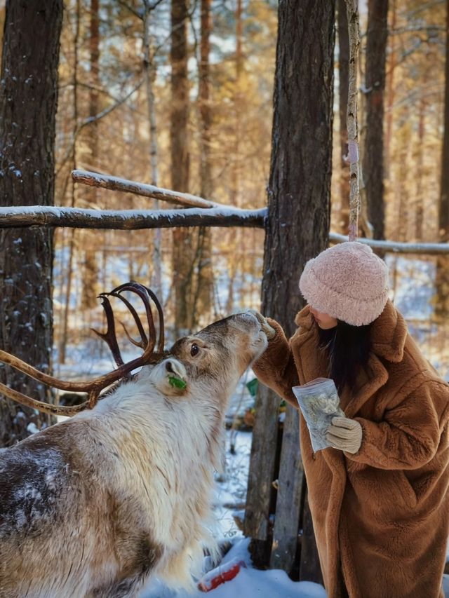 冬遊雪國三省這些玩法別錯過