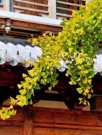 真如寺的銀杏還要等等,美味齋飯卻不用等