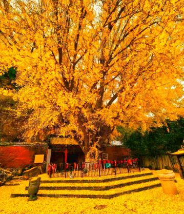 2026年 地壇公園の銀杏並木秋の風景おすすめ| Trip Moments