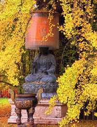 賞銀杏來這裡就對啦