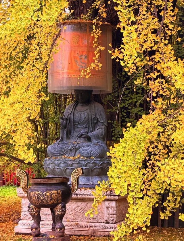 賞銀杏來這裡就對啦 賞銀杏來這裡就對啦