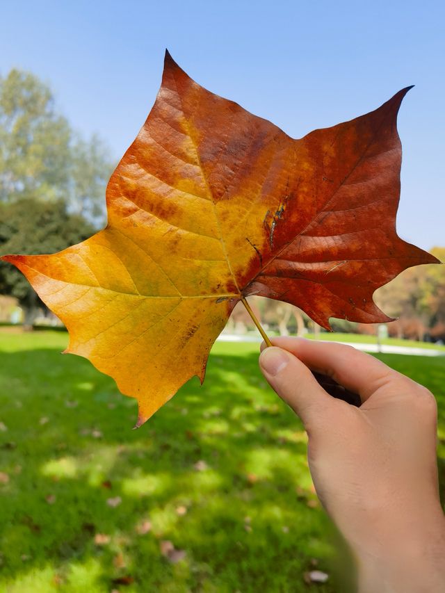 南京綠博園 拍照打卡休閒觀景溜娃走起來