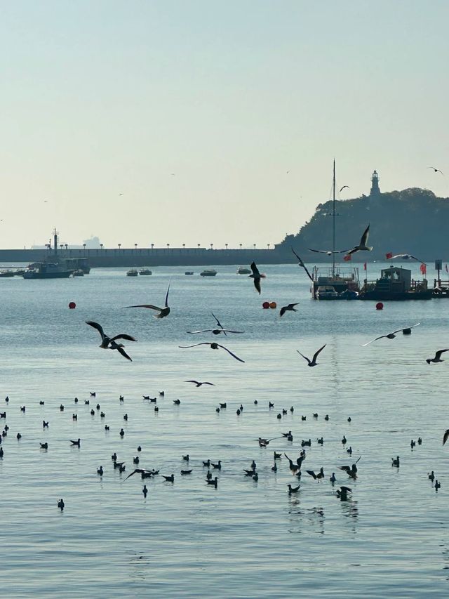 青島冬日元氣旅拍：與西伯利亞海鷗撞個滿懷
