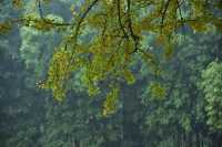 重慶璧山佛蔭寺｜銀杏金黃時的靜謐禪意