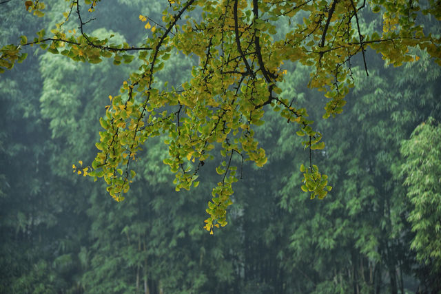 重慶璧山佛蔭寺｜銀杏金黃時的靜謐禪意