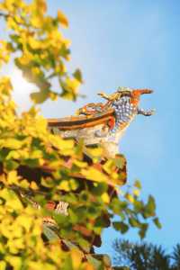 12月預告｜承天寺銀杏黃，是古城最絕的秋意